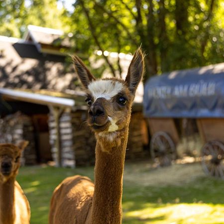 Hotel Am Buehl Eibenstock Dış mekan fotoğraf