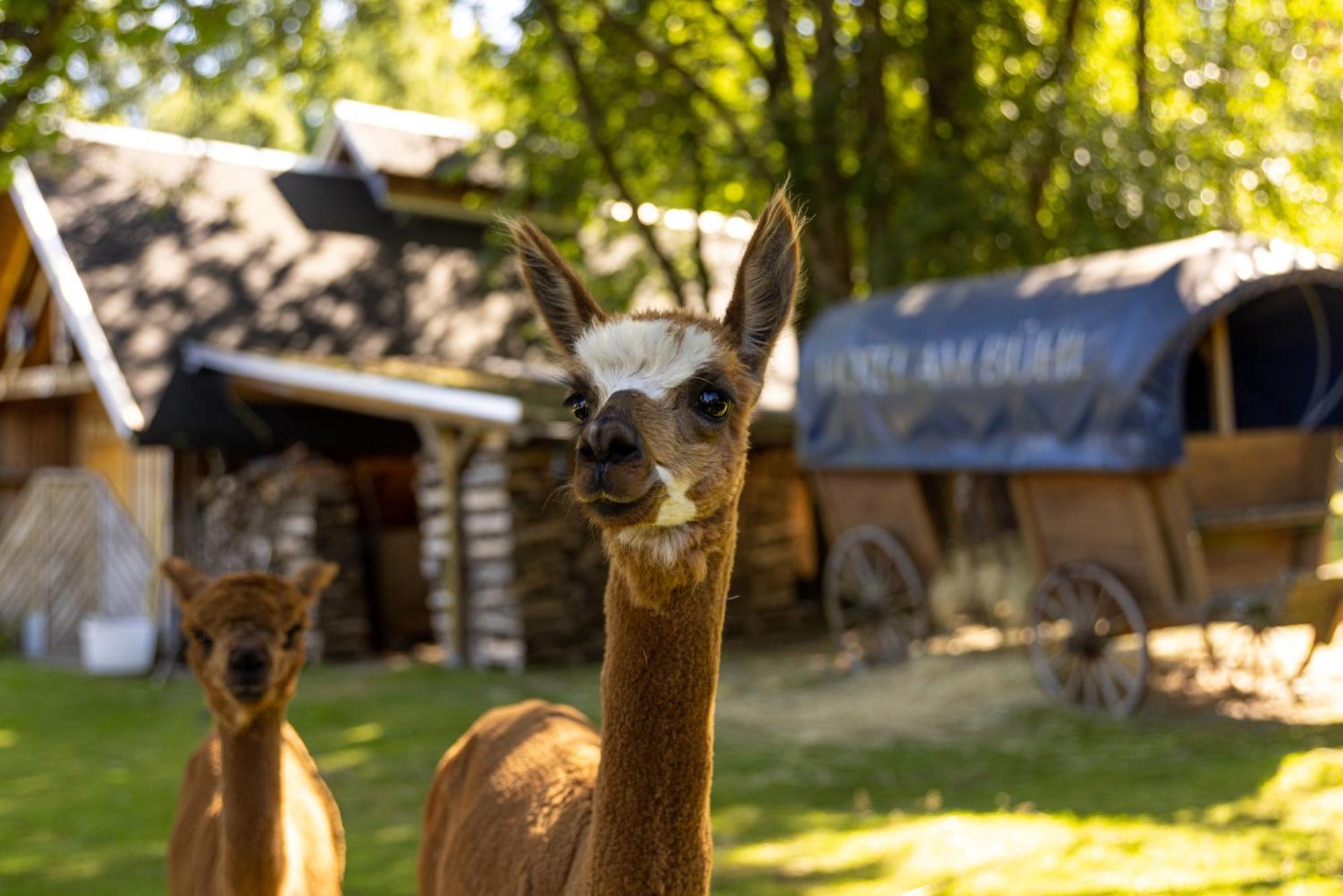 Hotel Am Buehl Eibenstock Dış mekan fotoğraf